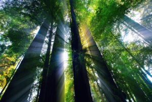 What To Know Before You Hire A Tree Service Company