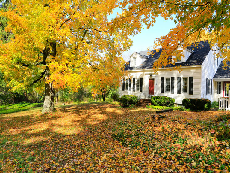 Fall Tree Service: Why You Need To Have Your Trees Checked Before Winter