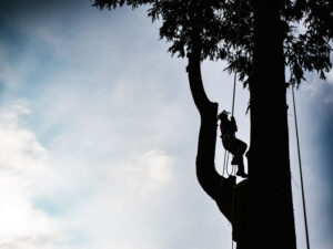 Tree Trimming