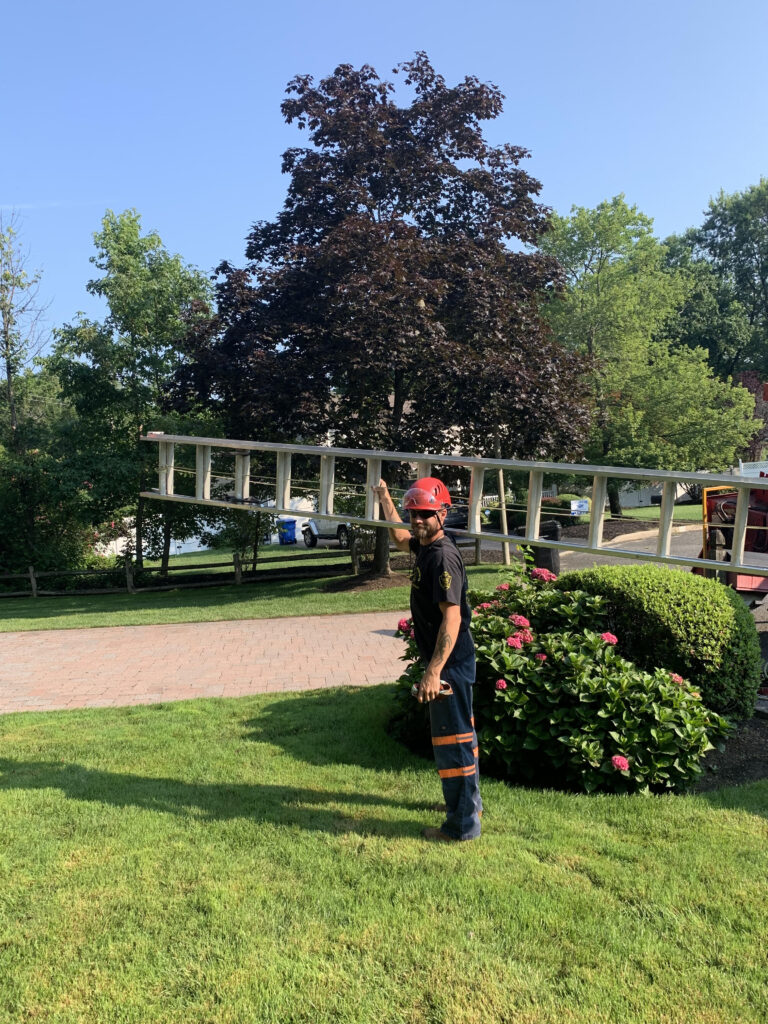 Hufnagel Tree Service - Middletown Tree Trimming  Removal