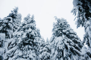 Protecting Your Trees From Snow & Ice This Winter