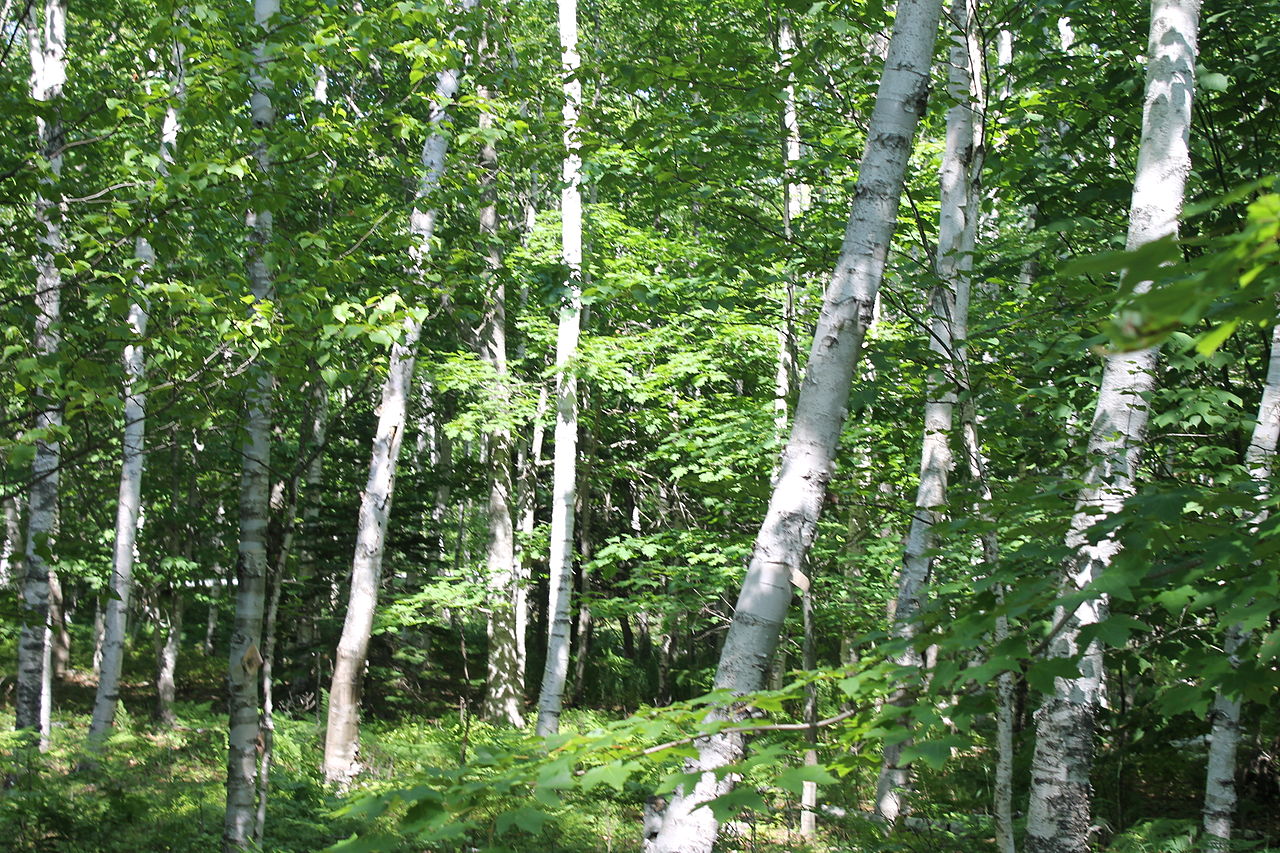 White Birch Trees