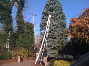 Tree Health Management