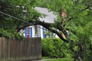 Tree Risk Evaluation