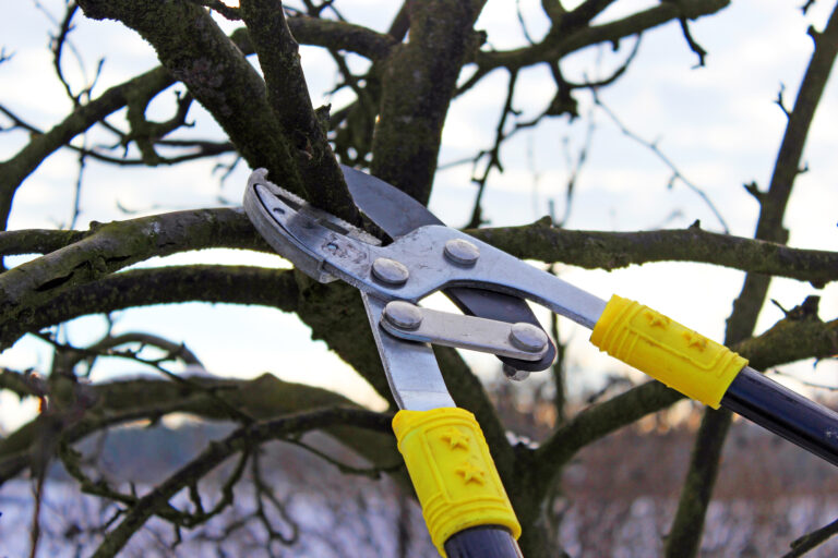 Tree Pruning Near Middletown, NJ