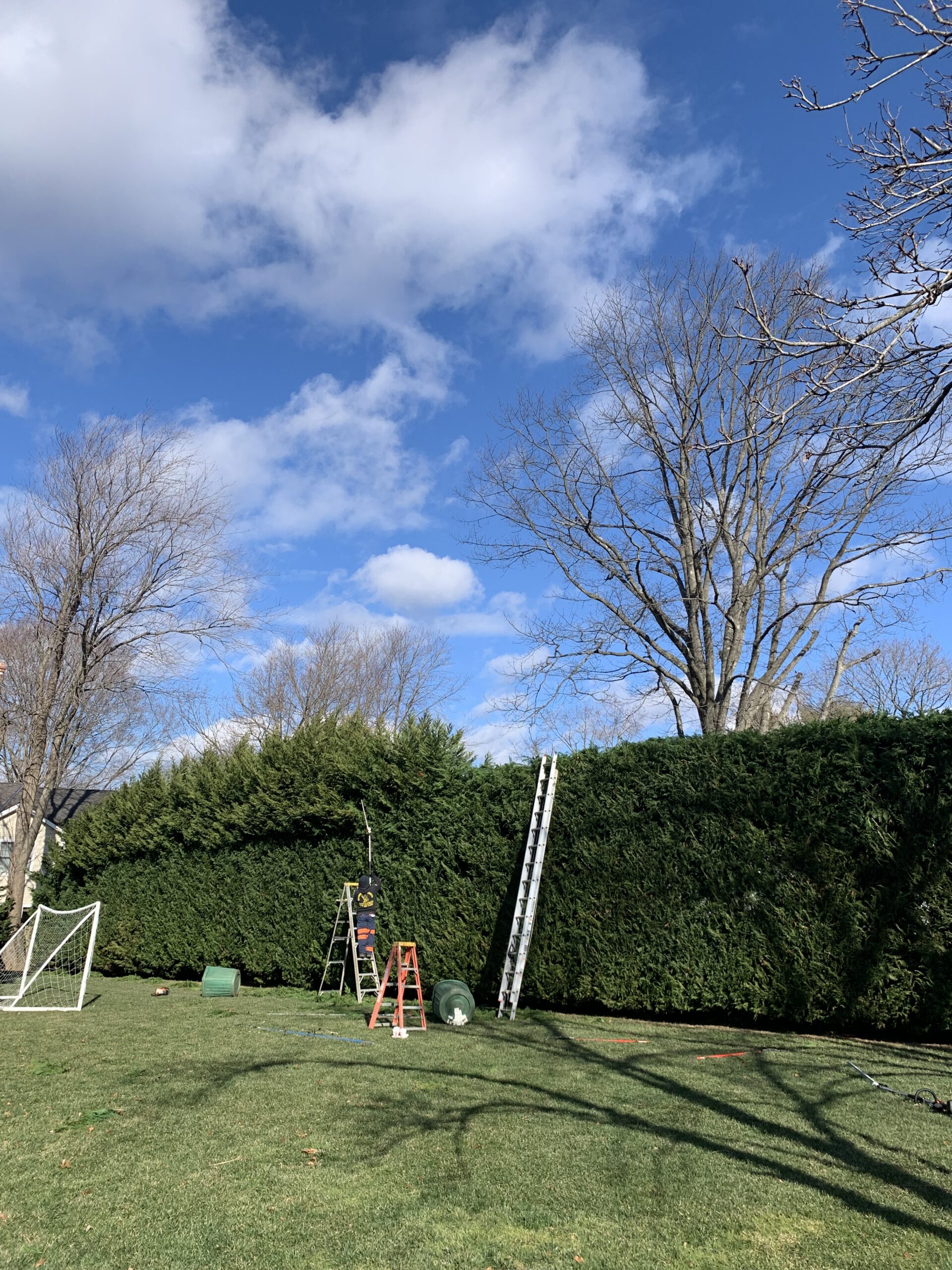 Specialty Tree Trimming in Freehold, Colts Neck & Farmingdale 14 Hedgerow Trimming