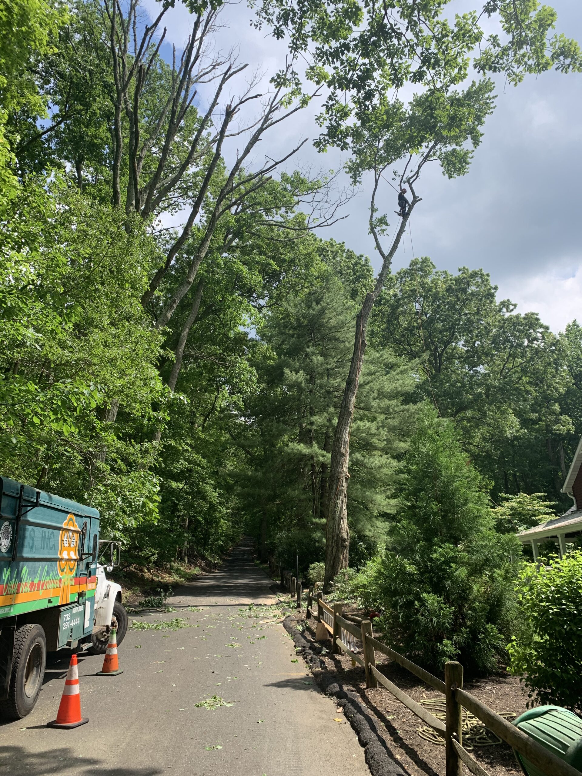 Expert Tree Trimming in Morganville, Marlboro, and Old Bridge NJ 5 IMG 8434 scaled