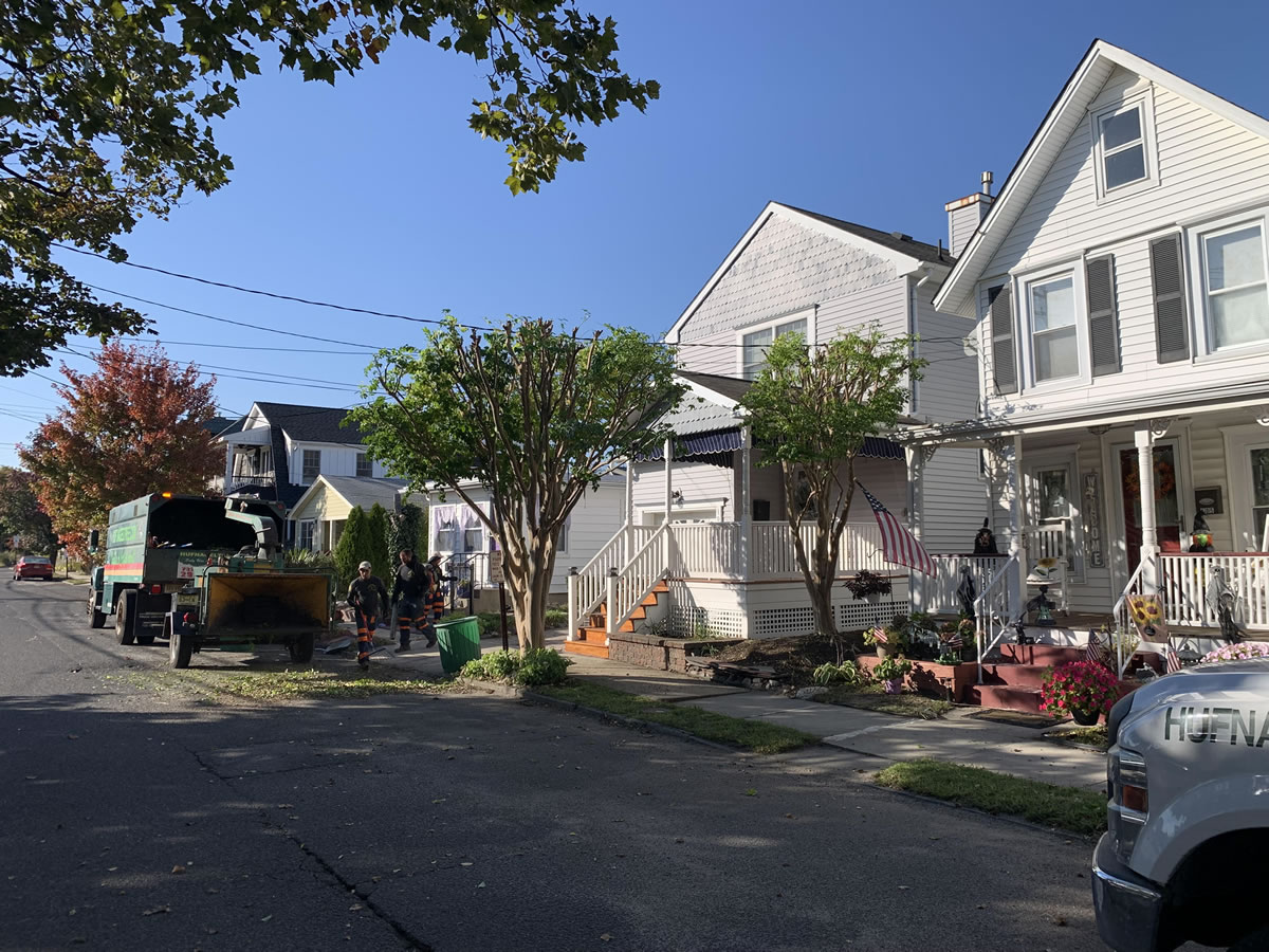 After Photo of Tree Service in Middletown, NJ