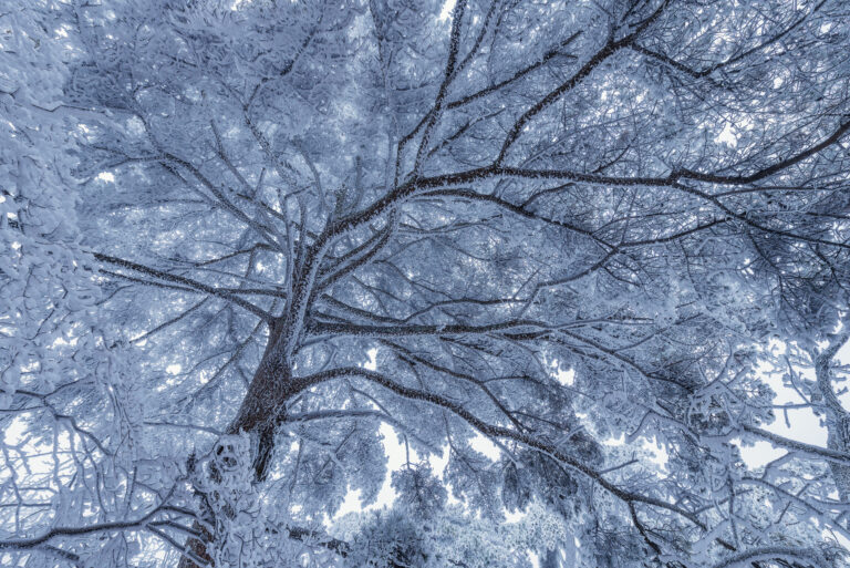 Winter Tree Service Near Middletown, NJ