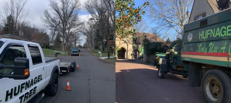 Expert Tree Service in Middletown, NJ