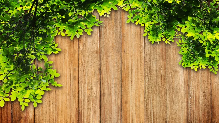 Summer Tree Service In Middletown, NJ