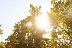 Tree Service in Wanamassa and Wayside: Your Local Arbor Experts