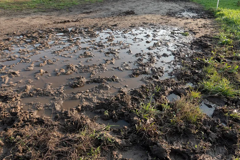 Waterlogged Soil