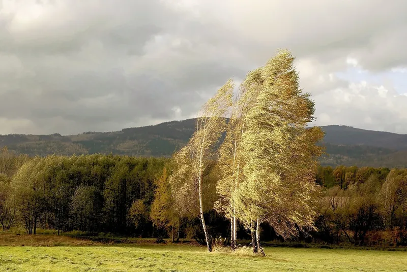 Wind Damage To Trees