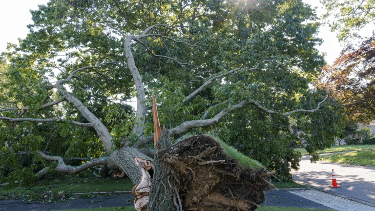 Tree Risk Evaluation: Hidden Damage From Seasonal Storms