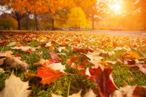 Fall Tree Service: Time for an Inspection & Seasonal Pruning