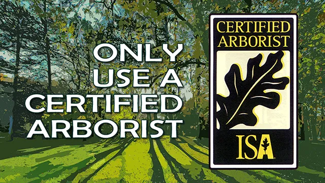 Use A Certified Arborist