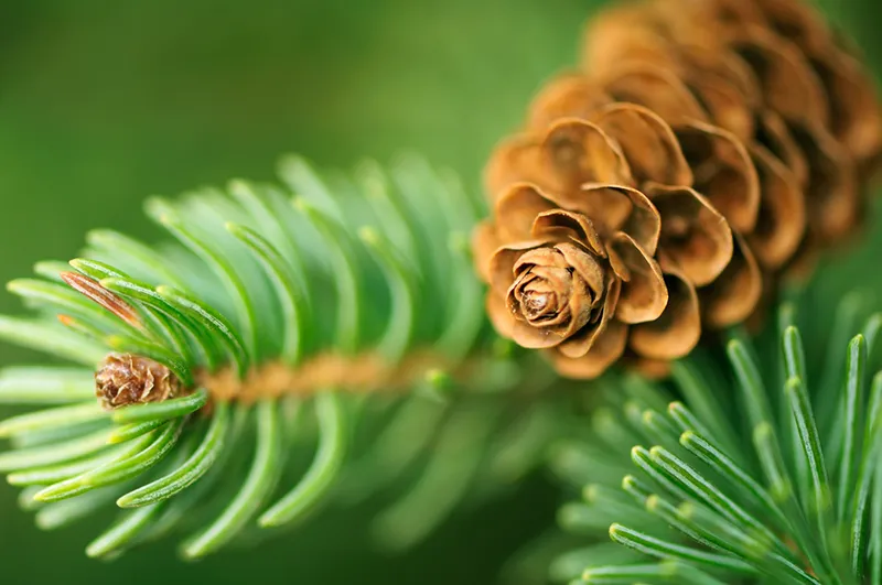 Closeup of Pine Tree