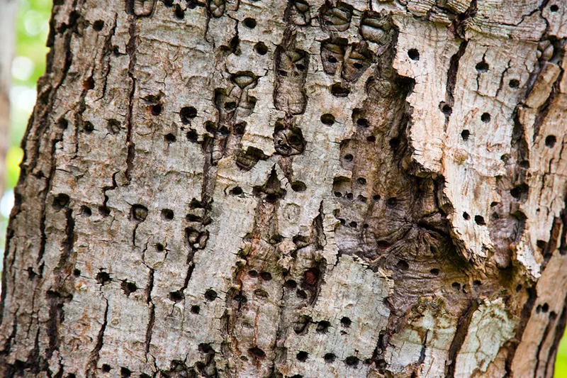 Tree Pest Holes in Tree Bark