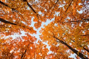November Tree Service