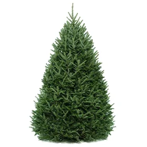 Balsam Fir