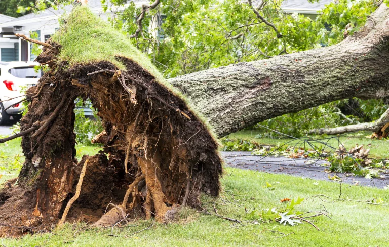 When a Tree Falls: A Tale of Destruction and the Importance of Prevention