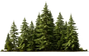 Douglas Fir