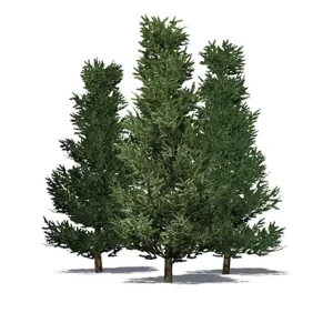 Fraser Fir