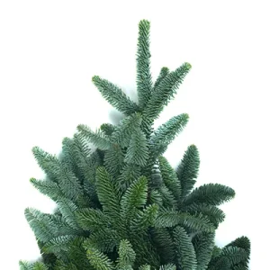 Noble Fir