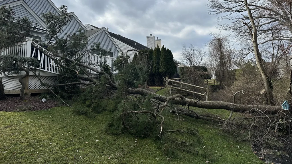 Tree Falls Due To Wind In Middletown NJ