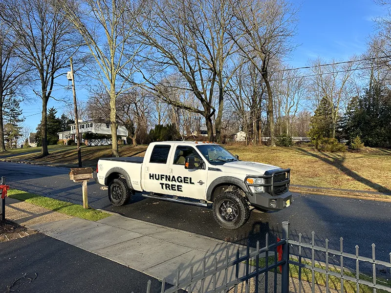 Let Hufnagel Tree Service Protect Your Trees