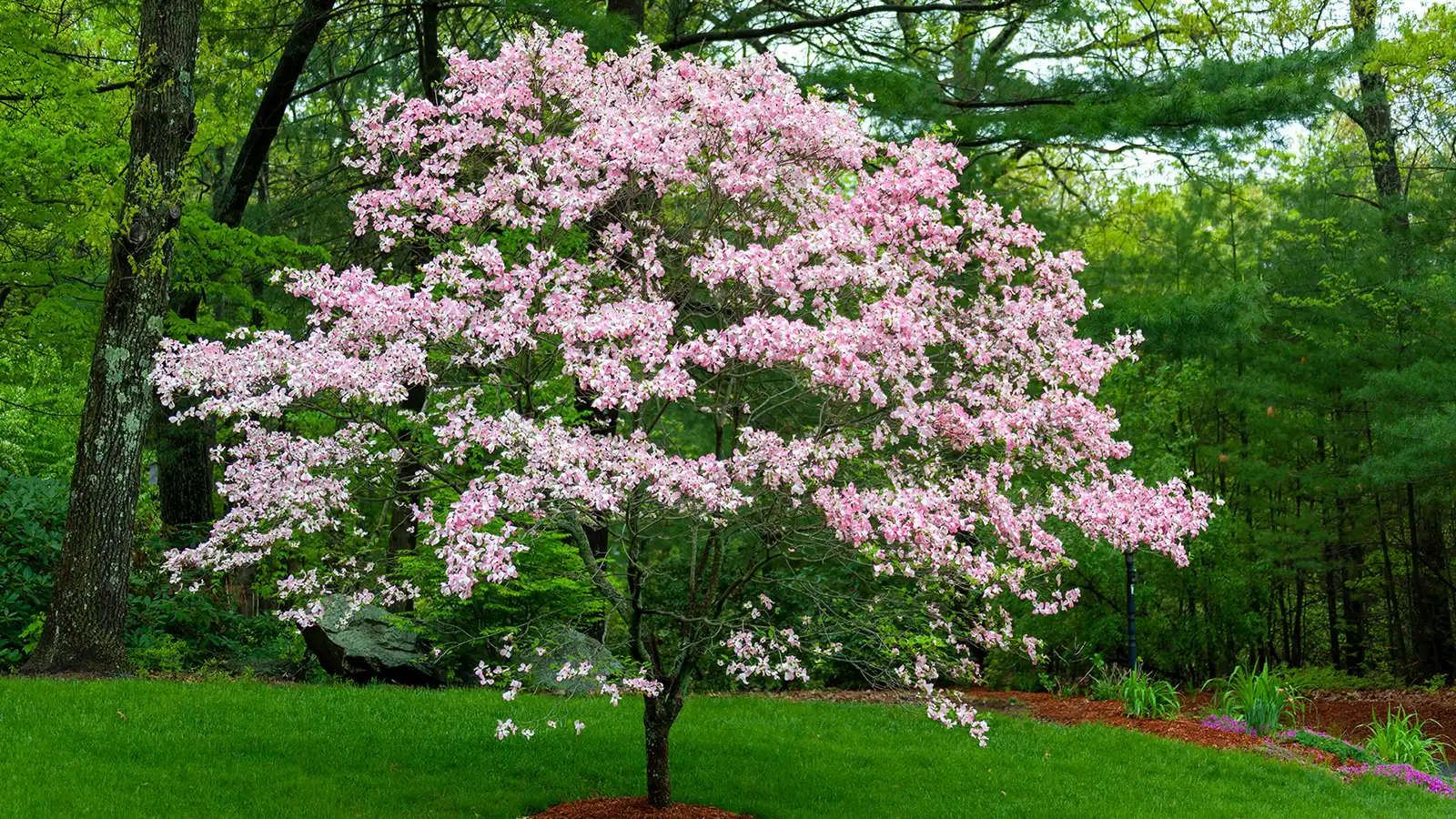 Spring Into Action: Spring Tree Service in Middletown, NJ - Hufnagel ...