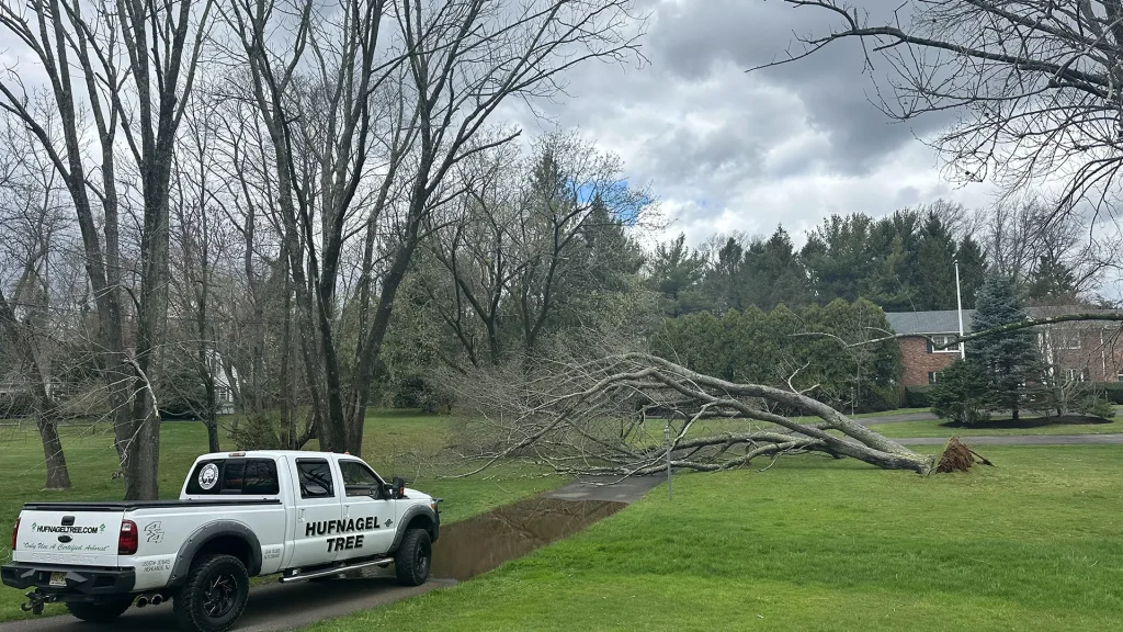Wind and Earthquakes: Hidden Tree Damage