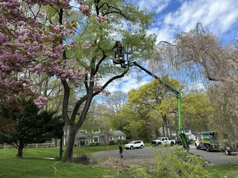 Pruning & Trimming Pros
