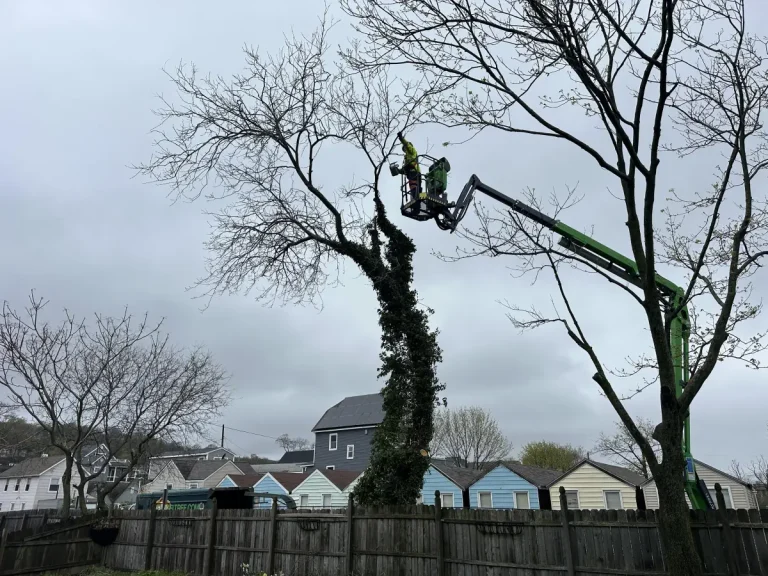 Leonardo Tree Experts