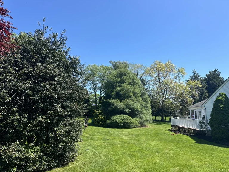 Expert Tree Care Services in Spring Lake, NJ