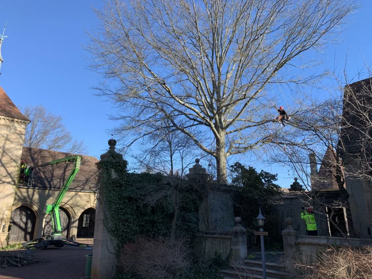Exotic Hedge and Vine Maintenance in Navesink, NJ