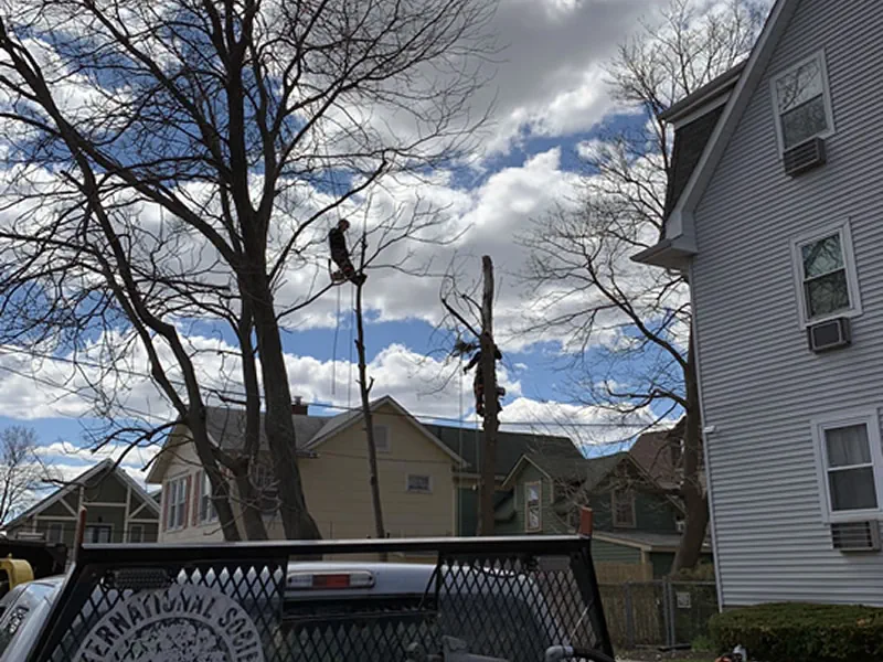 Matawan’s Top Tree Service Experts for Healthy and Beautiful Landscapes 3 hufnagel 217