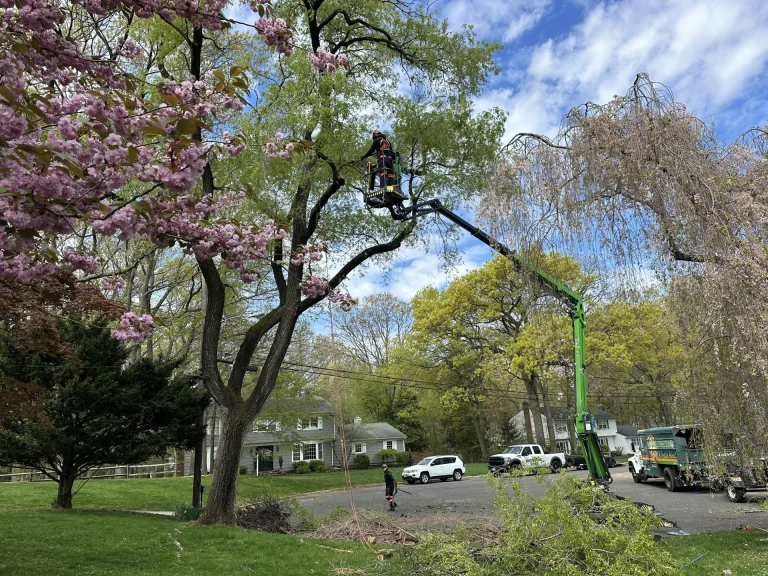 Leonardo NJ Tree Trimming & Pruning Experts