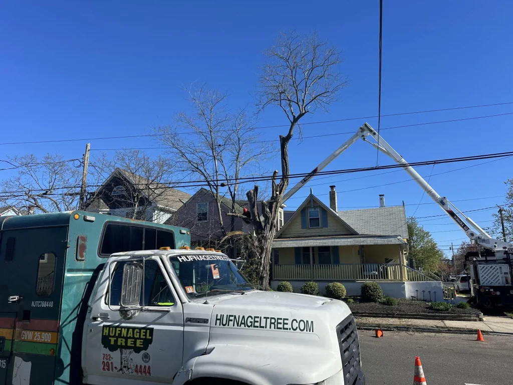 Tree Trimming, Removal, and Restoration In Long Branch 8 hufnagel 231