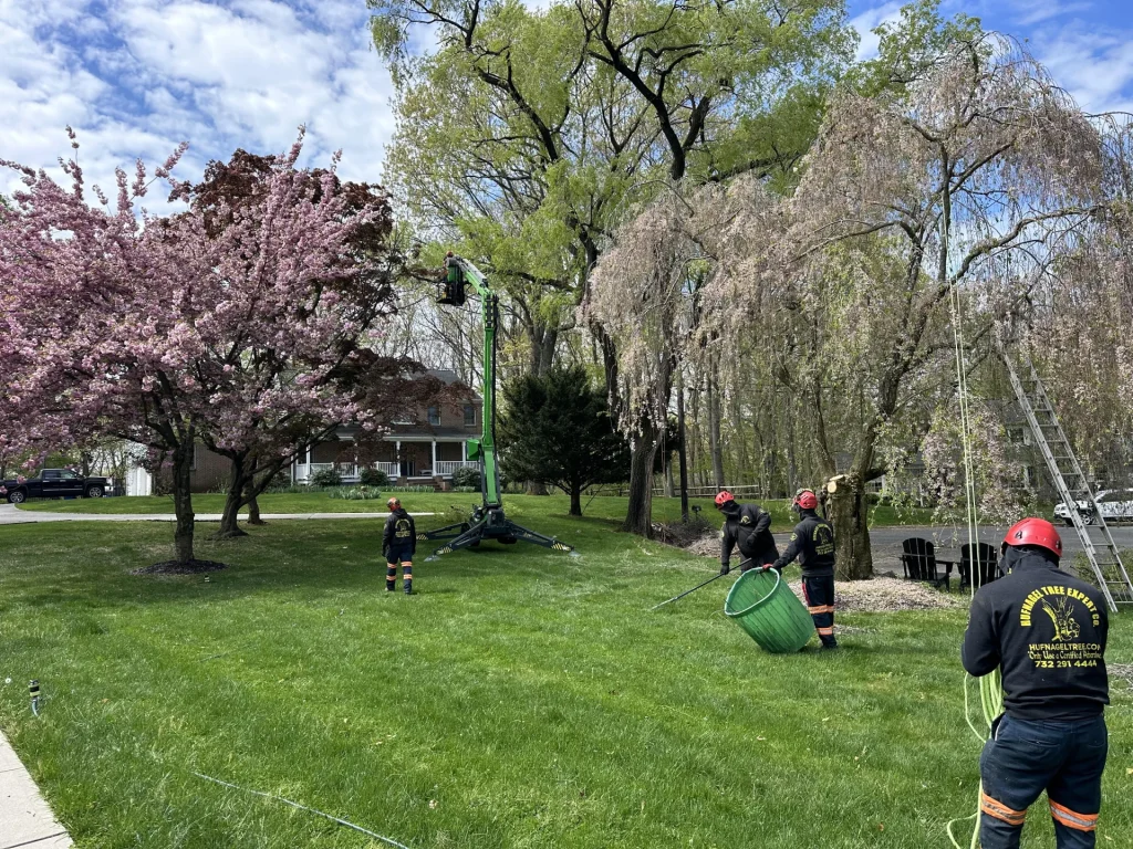 Trusted Tree Trimming & Pruning in Keyport and Hazlet, NJ 2 hufnagel 232