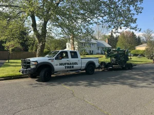 Precision Tree Care In Middletown: An Interview With Certified Arborist Michael Hufnagel