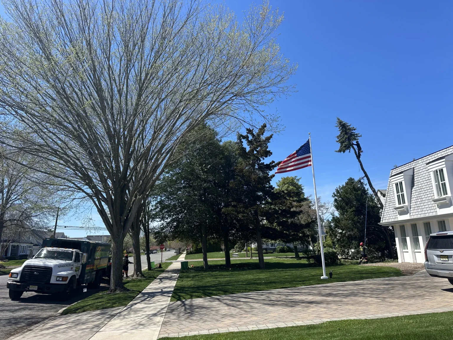 Tree Service in Shrewsbury NJ: Expert Trimming, Pruning, and Canopy Shaping 3 hufnagel 79