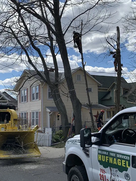 Union Beach Tree Care Post-Storm: Preparing, Protecting, Restoring 8 medium hufnagel 100