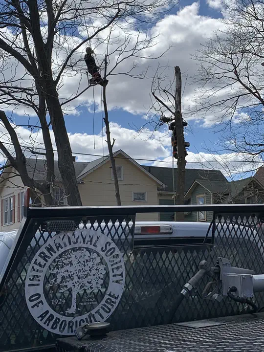 Union Beach Tree Care Post-Storm: Preparing, Protecting, Restoring 9 medium hufnagel 102
