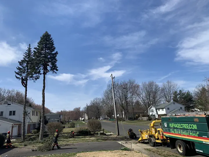 Expert Tree Care & Certified Arborists in Holmdel, NJ 2 medium hufnagel 109