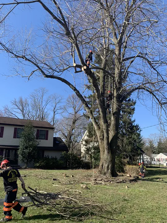 Specialty Tree Pruning Between Highlands, Atlantic Highlands, and the Navesink River 4 medium-hufnagel-112