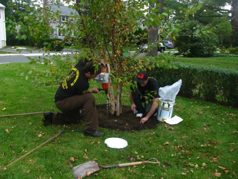 Premium Tree Service & Arborist Care: Colts Neck, NJ 4 medium hufnagel 124