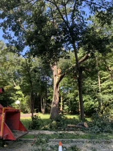 Environmental Spotlight: How Trees Shape Middletown Township 13 medium-hufnagel-128