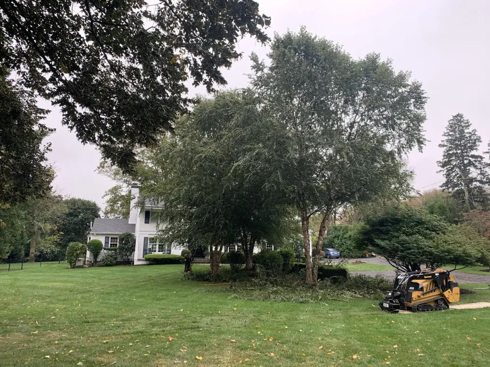 Fair Haven Tree Service: Why Local Expertise Matters 3 medium hufnagel 133